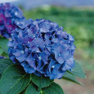 Wee Bit Grumpy Hydrangea Thumbnail